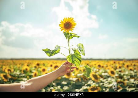 Die Hand des jungen Mädchens hält eine Sonnenblume in einem Feld von Sonnenblumen Stockfoto