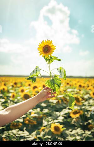 Die Hand des jungen Mädchens hält eine Sonnenblume in einem Feld von Sonnenblumen Stockfoto