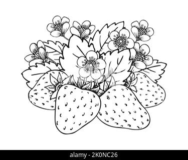 Handgezeichnete Skizze der süßen Erdbeere. Waldbeeren bündeln sich. Malbuch Linie Kunst der gesunden frischen Bauernhof Bio-Beerenernte. Blütenbusch mit saftigen Erdbeeren, Blumen und Blättern aus der Nähe Stock Vektor