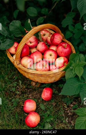 Reife rote Äpfel in einem Korb unter einem Baum Stockfoto