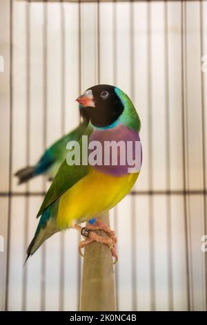 Heller kleiner gouldian-Finkenvögel in einem Käfig Stockfoto