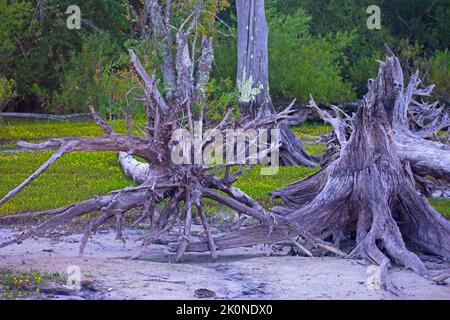 Tote Bäume mit freiliegenden Wurzelsystemen säumen den Manasquan Reservoir Lake in Howell, New Jersey -11 Stockfoto