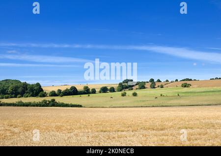Blick auf eine typisch ländliche englische Landschaft im Sommer mit ein paar Pferden auf den Feldern, Cotswolds, England, Großbritannien Stockfoto