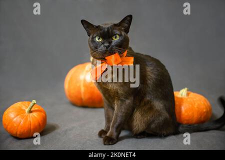 Burma Katze an Halloween, Portrait von braunen Burma Katze mit orangefarbenem Band und Kürbissen, niedliches Haustier sitzt auf grauem Hintergrund in Halloween Urlaub im Studio Stockfoto