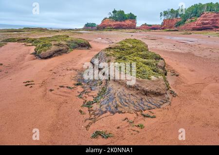 Freiliegendes Gestein auf dem Boden der Bay of Fundy in Nova Scotia, das bei Ebbe mit Algen bedeckt ist. Stockfoto