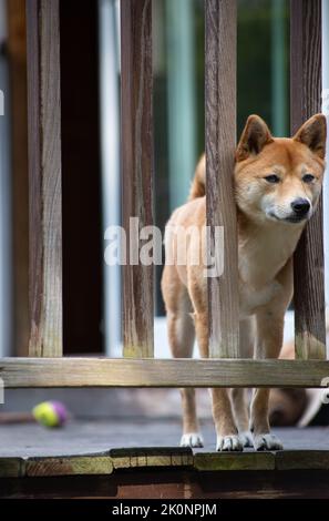 Hund draußen auf einer Terrasse Stockfoto