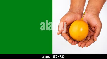 Süße Granadilla-Frucht in bäuerlicher Hand - Passiflora ligularis Stockfoto
