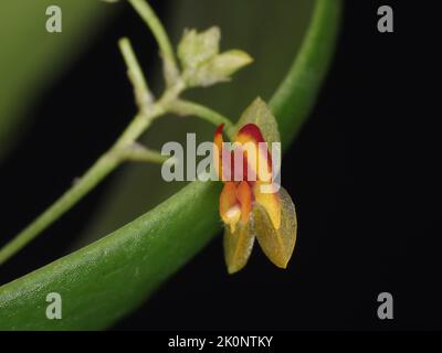 Blume der Miniatur-Orchidee Lepanthes desticha Stockfoto
