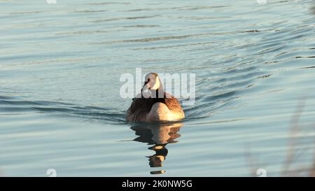 Schwimmende Gans macht „Blickkontakt“, bildet ein perfektes „V“-Wake Stockfoto