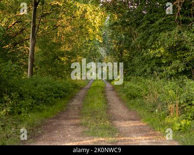 Forststraße in einem ländlichen Raum in Deutschland. Schmutzpfad mit Reifenspuren. Große Bäume auf der linken und rechten Seite der Straße. Offroad Weg in den Wäldern. Stockfoto