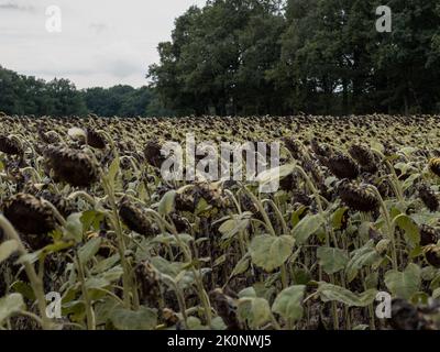 Ausgetrocknete Sonnenblumen mit gesenkten Köpfen in einem riesigen landwirtschaftlichen Feld. Die gesamte Ernte wird aufgrund einer langen Dürreperiode zerstört. Globale Erwärmung Stockfoto