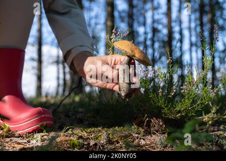 Wanderer in rosa Gummistiefeln nimmt leckere essbare Pilze im Wald auf, um zu Hause köstliche Gerichte zu kochen Stockfoto