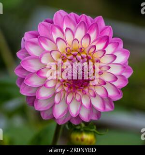„Arbatax“ formell Dekorative Dahlien, Dekorativdahlien (Dahlien x Hortensis) Stockfoto