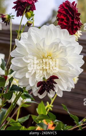 'White Perfection' formell Decorative Dahlia, Dekorativdahlia (Dahlia x Hortensis) Stockfoto