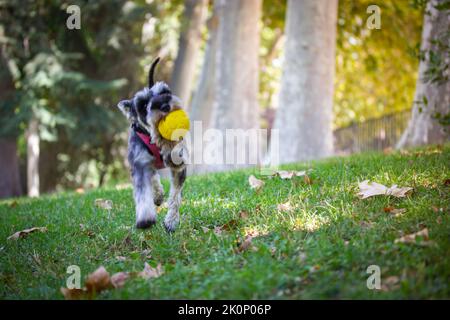 Grauer Zwergschnauzer Welpe läuft mit einer gelben Kugel im Mund. Hund hat Spaß in der Natur, spielen im Freien. Niedliche lustige doggy auf einem Spaziergang. Stockfoto