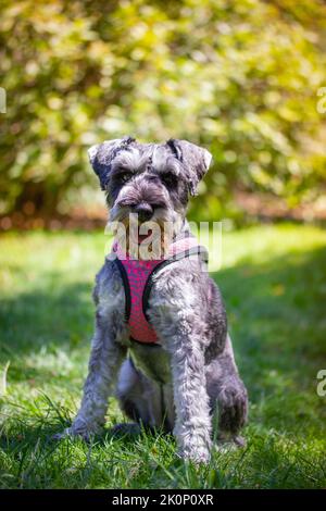 Der gehorsame Zwergschnauzer sitzt an sonnigen Tagen auf einer grünen Wiese in der Natur. Jagd, Bewachung Hunde züchten. Ein Hund, der im Freien läuft. Hunde und Stockfoto