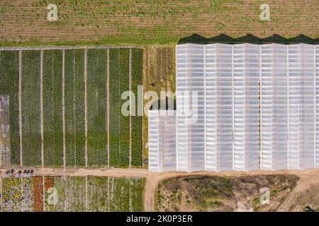 Luftaufnahme von Gewächshäusern und der landwirtschaftlichen Pflanzenproduktion Stockfoto