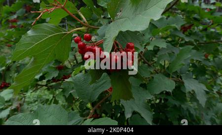 Rote Viburnum-Beeren, umgeben von grünem Laub. Stockfoto