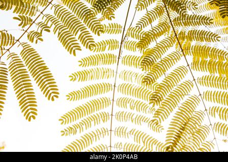 Gelbes Laub Albizia julibrissin Seidenbaum. Chinesische Akazien Laubbäume. Stockfoto