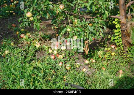 Äpfel auf dem Boden vom Apfelbaum gefallen. Äpfel unter dem Apfelbaum. Selektiver Fokus Stockfoto