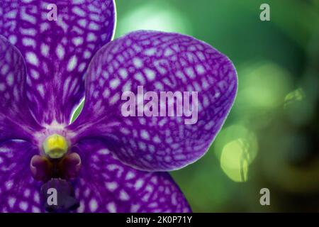 Lila Orchidee auf grünem Hintergrund. Exotische Phalaenopsis blühende Blume im Garten Stockfoto
