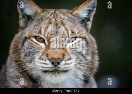 Nahaufnahme Lynx Portrait. Wildlife-Szene aus der Natur. Wildes Tier im natürlichen Lebensraum Stockfoto