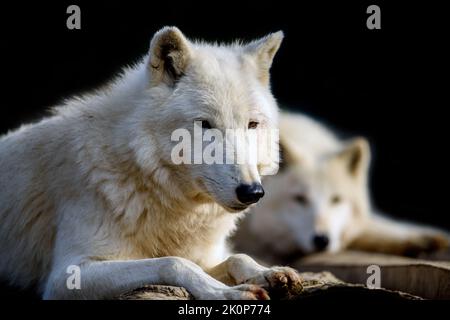 Nahaufnahme von zwei weißen arktischen Wölfen auf schwarzem Hintergrund. Gefahr Tier in der Natur Lebensraum Stockfoto