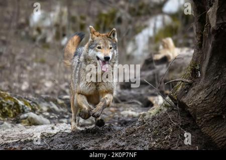 Wolf läuft im Herbstwald. Wildlife-Szene aus der Natur. Wildes Tier im natürlichen Lebensraum Stockfoto