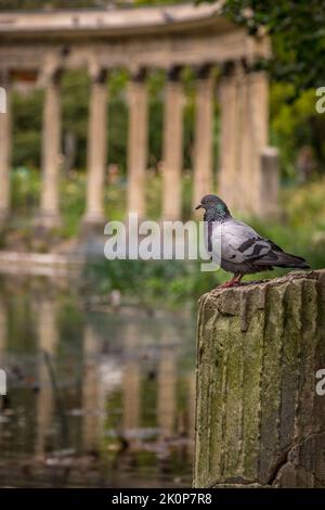 Tauche über dem Teich mit klassischen Säulen im Parc Monceau, Paris, Frankreich Stockfoto