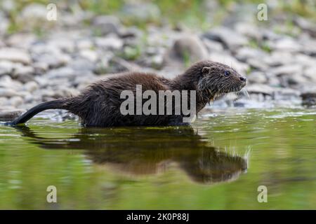 Lutra im natürlichen Lebensraum. Porträt des Wasserraubtieres. Tier aus dem Fluss. Wildtierszene Stockfoto