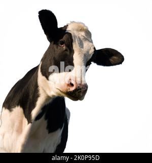 Schwarz-weiße Holstein-Kuh, auf weißem Hintergrund Stockfoto