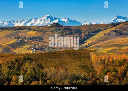 Blick auf die bunten herbstlichen Weinberge auf den Hügeln als verschneite Bergrücken im Hintergrund in Piemont, Norditalien. Stockfoto