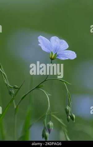 Asiatische Flachsblüte in der Natur, kleine blaue Blume mit fünf Blütenblättern in freier Wildbahn Stockfoto