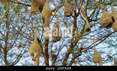 Baya Weaver sind am besten für ihre hängenden retortförmigen Nester bekannt, die aus Blättern gewebt wurden. Stockfoto