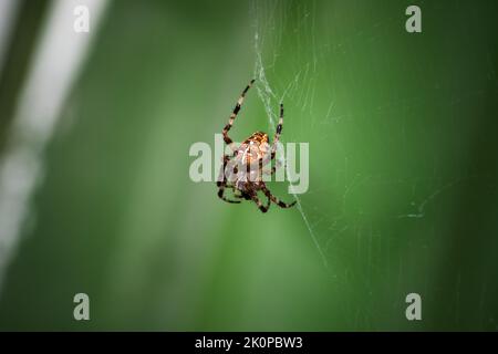 Europäische Gartenspinne ist auf einem Netz über verschwommenem grünen Hintergrund. Makrofoto von Araneus diadematus Stockfoto