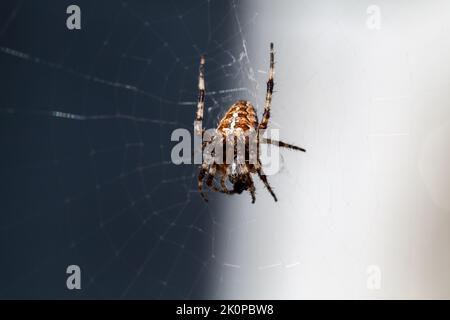 Europäische Gartenspinne, die auf einem Netz sitzt. Makrofoto von Araneus diadematus Stockfoto