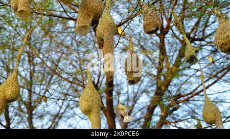 Baya Weaver sind am besten für ihre hängenden retortförmigen Nester bekannt, die aus Blättern gewebt wurden. Stockfoto