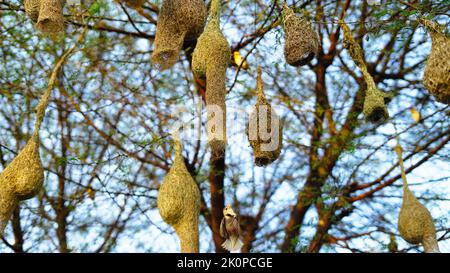 Vögel bauen Nester, Baya Weaver. Baya Webervögel Nest aus Heu, Skylark Nester auf Ästen in der Gegend natürlich kommen. Stockfoto