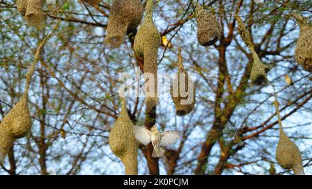 Baya Weaver sind am besten für ihre hängenden retortförmigen Nester bekannt, die aus Blättern gewebt wurden. Stockfoto