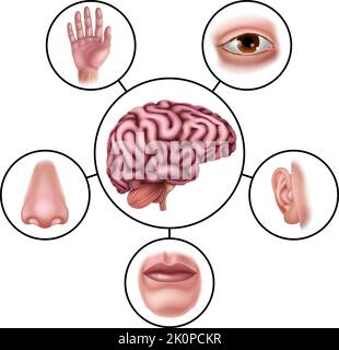 Fünf Sinne Gehirn Pädagogische Grafik Diagramm Stock Vektor