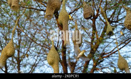 Baya Weaver sind am besten für ihre hängenden retortförmigen Nester bekannt, die aus Blättern gewebt wurden. Stockfoto