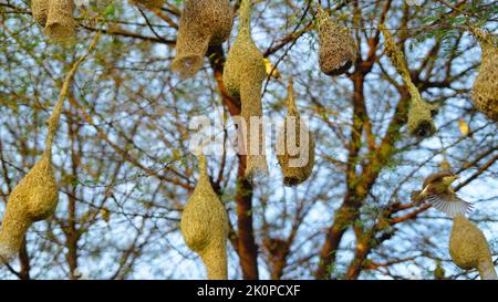 Vögel bauen Nester, Baya Weaver. Baya Webervögel Nest aus Heu, Skylark Nester auf Ästen in der Gegend natürlich kommen. Stockfoto