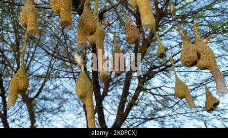 Baya Weaver sind am besten für ihre hängenden retortförmigen Nester bekannt, die aus Blättern gewebt wurden. Stockfoto