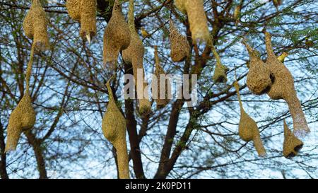 Baya Weaver sind am besten für ihre hängenden retortförmigen Nester bekannt, die aus Blättern gewebt wurden. Stockfoto