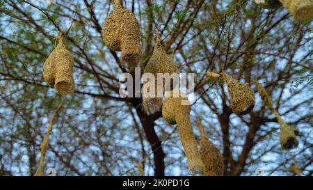 König der Nestkonstruktion. Baya Weaver oder Ploceus philippinus hängen an seinem neu fertiggestellten Nest. Stockfoto