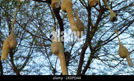 Baya Weaver sind am besten für ihre hängenden retortförmigen Nester bekannt, die aus Blättern gewebt wurden. Stockfoto