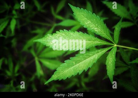 Grünes Marihuanablatt. Hintergrund von Cannabispflanzen. Stockfoto