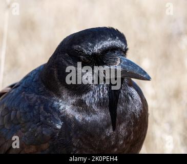 Eine Cape Crow, die auf dem Boden in der Savanne von Kalahari auf Nahrungssuche ist Stockfoto