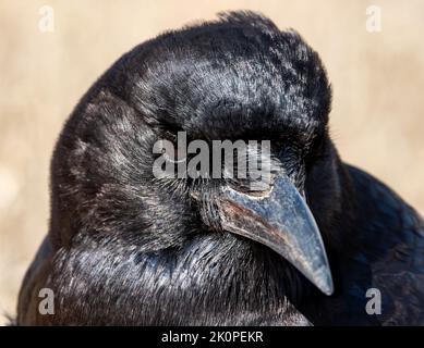 Eine Cape Crow, die auf dem Boden in der Savanne von Kalahari auf Nahrungssuche ist Stockfoto