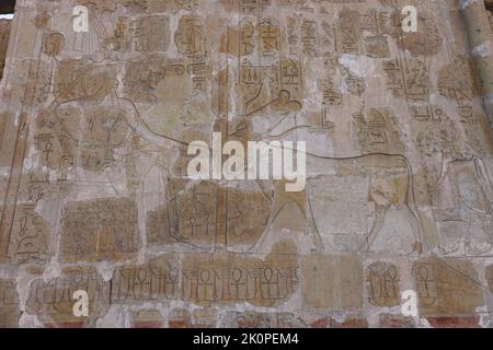 Luxor, Ägypten - 13. November 2020: Altägyptische Malerei an den Wänden nahe der Tür des Totentempels der Hatschepsut Stockfoto